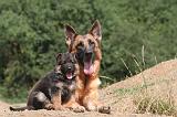 BERGER ALLEMAND 1204